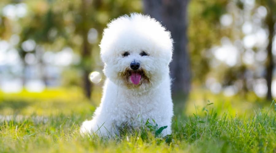 Small Bichon Frise Dog sitting outside in grass.