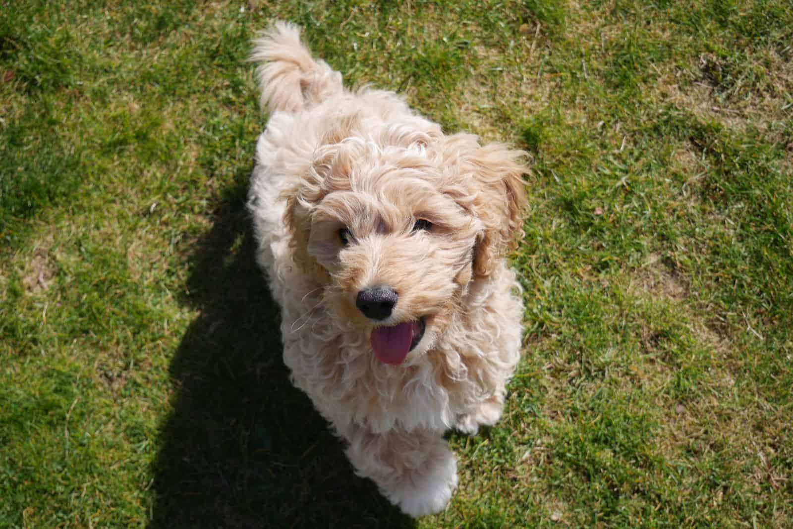 adorable Cavapoo puppy on the grass