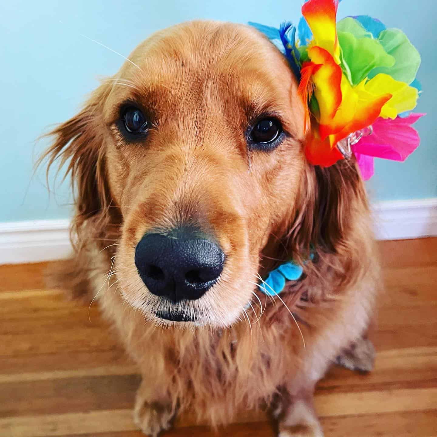 adorable golden retriever with colorful flower