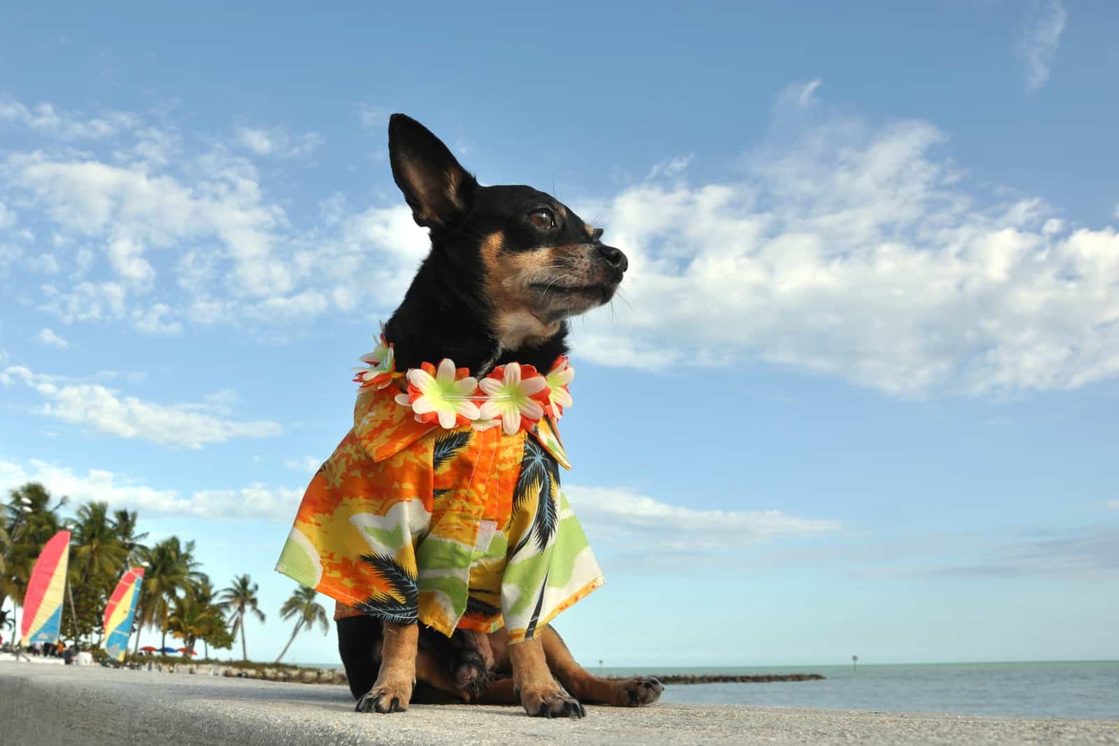 chihuahua in a hawaiian shirt