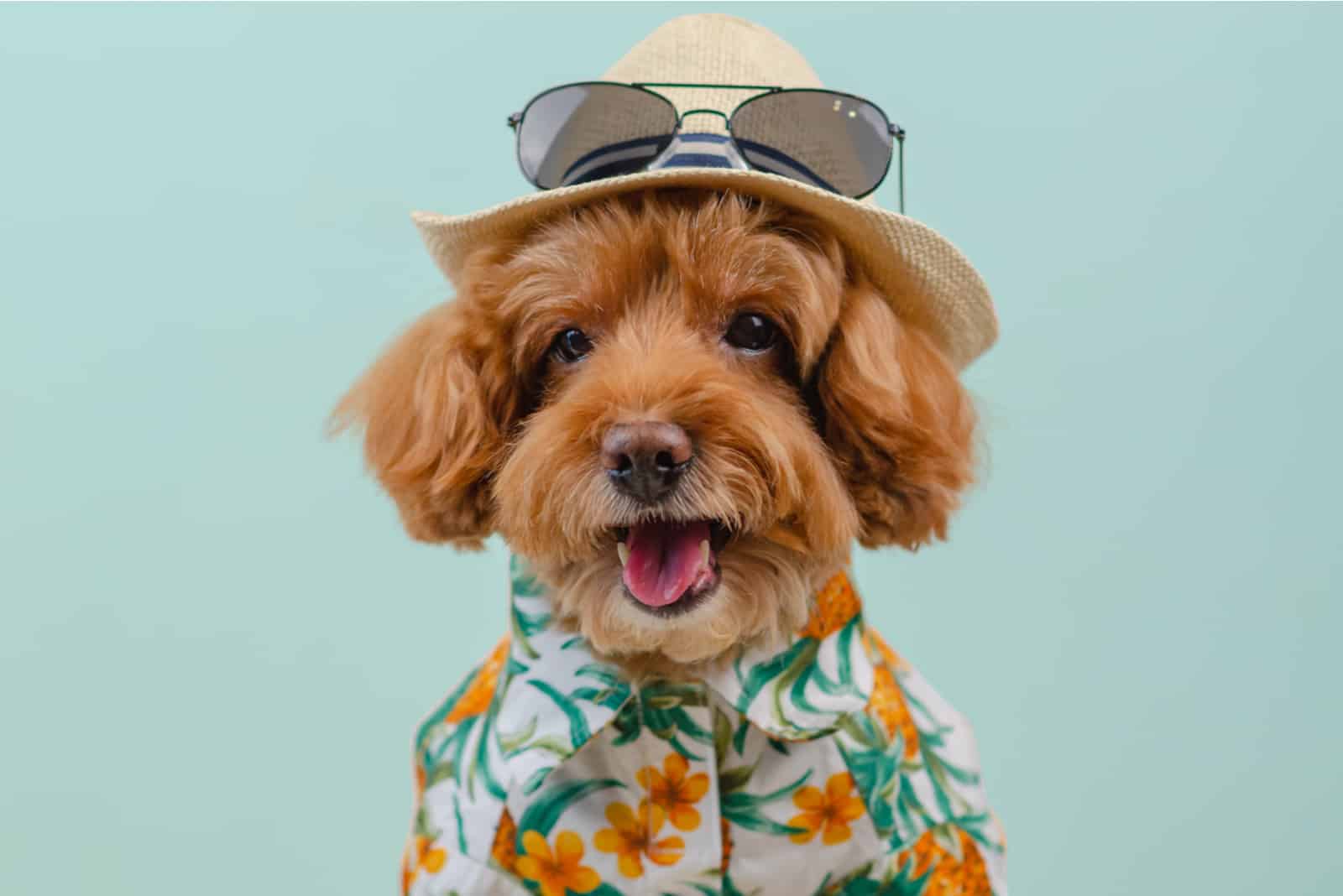 cute dog in a hawaiian shirt
