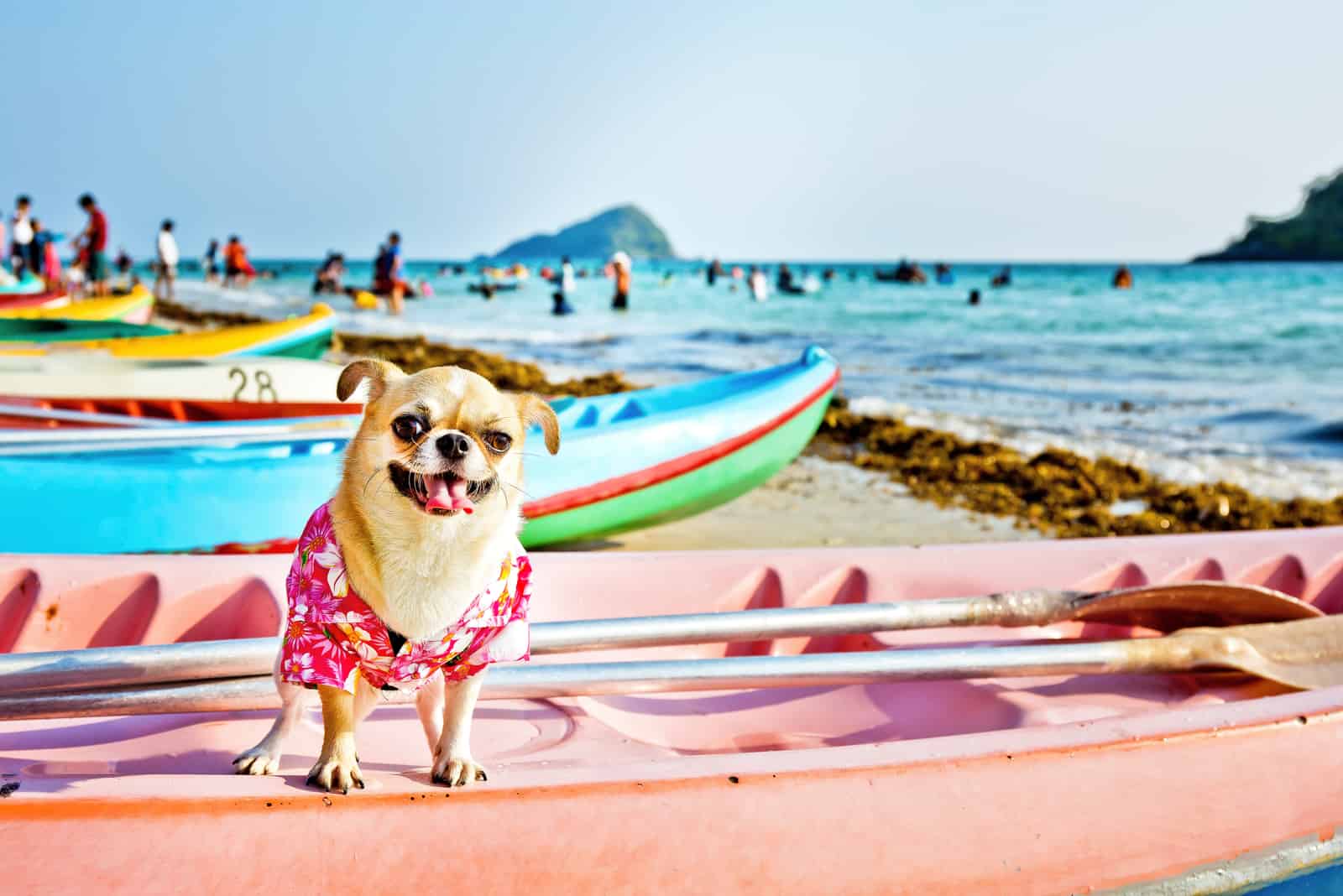 dog on a surfboard wearing hawaiian shirt