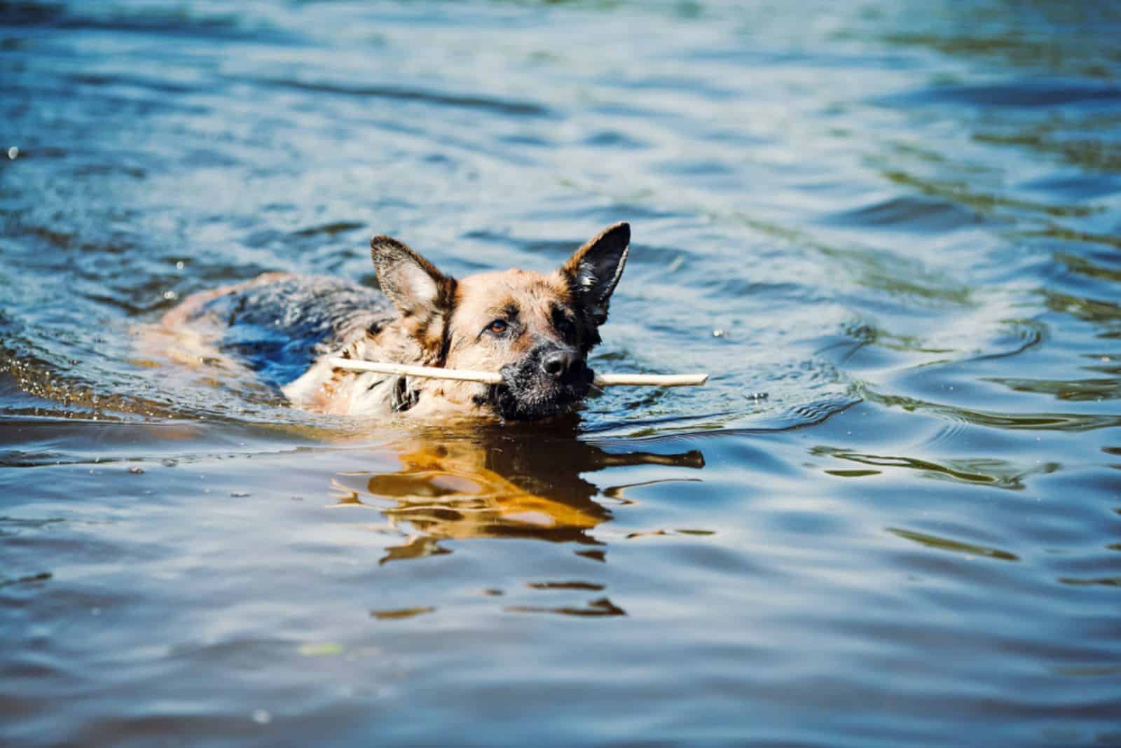 german shepherd swims in the water with a stick in his teeth