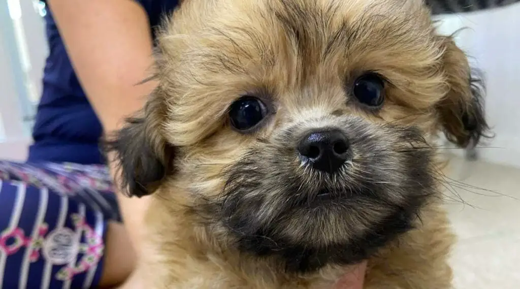 Shih Tzu Bichon Mix rescue puppy.