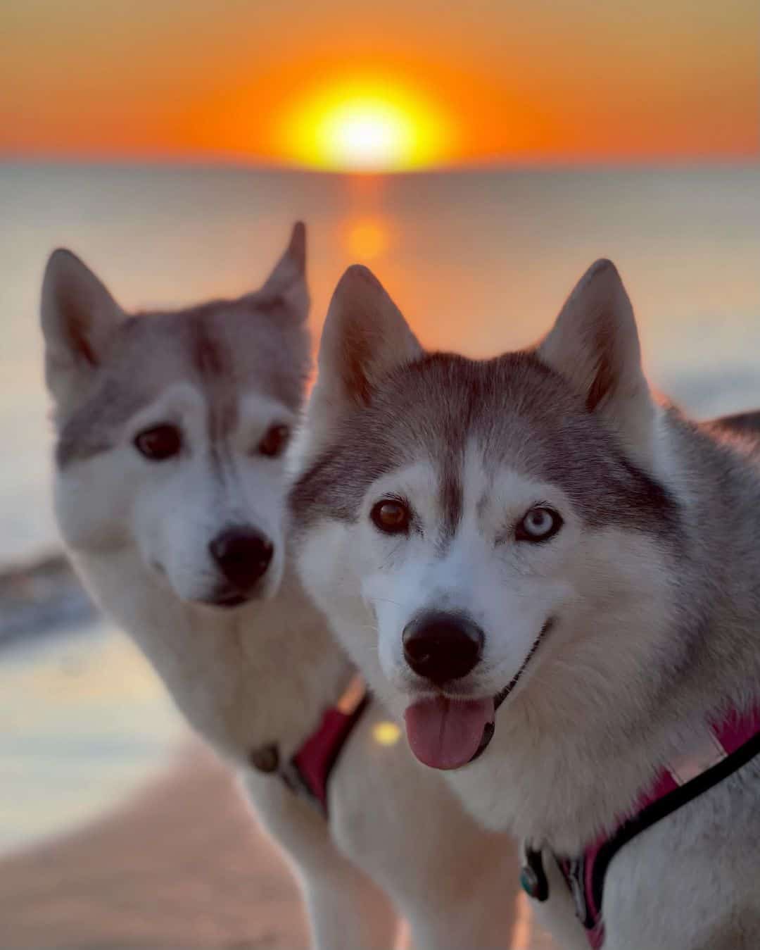 two beautiful husky dogs on the beach